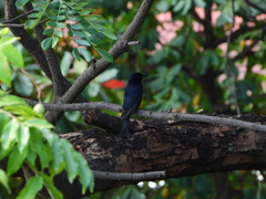 Dicrurus adsimilis