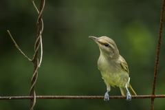 Vireo magister