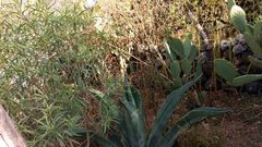 Agave