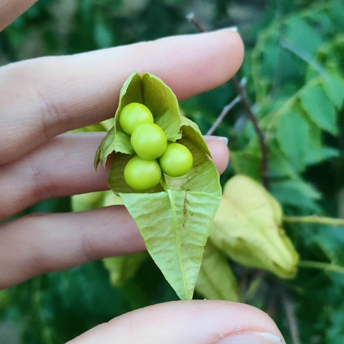 jaseňovec metlinatý (Koelreuteria paniculata)