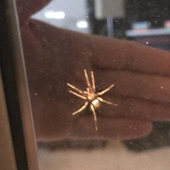 Herpyllus propinquus