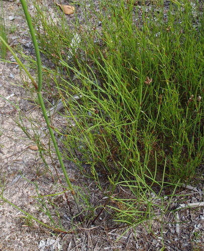 Rubber-Root Firecarrot (Nanobubon hypogaeum)