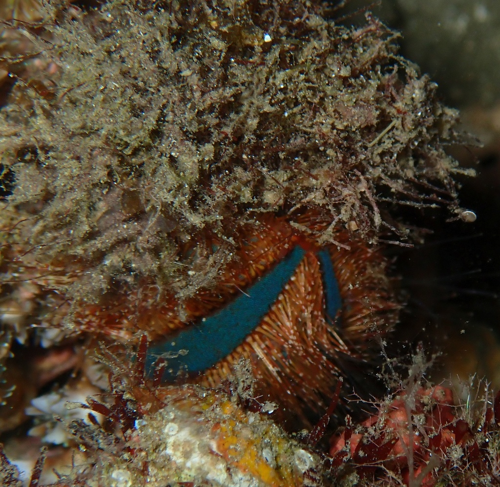Mespilia globulus