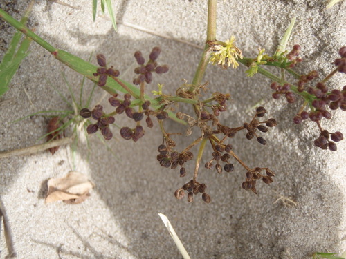 Toothache Sandcelery (Dasispermum hispidum)