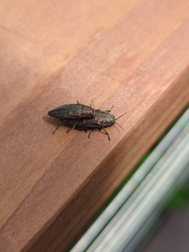 Spotted-belly Buprestid Beetle photo 2