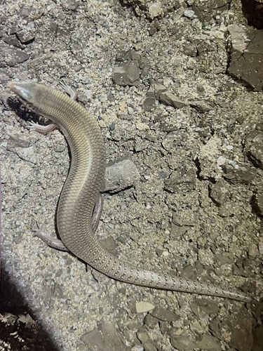 Saharan Ocellated Skink