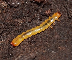 Dendroides canadensis