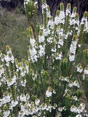 Epacris pauciflora