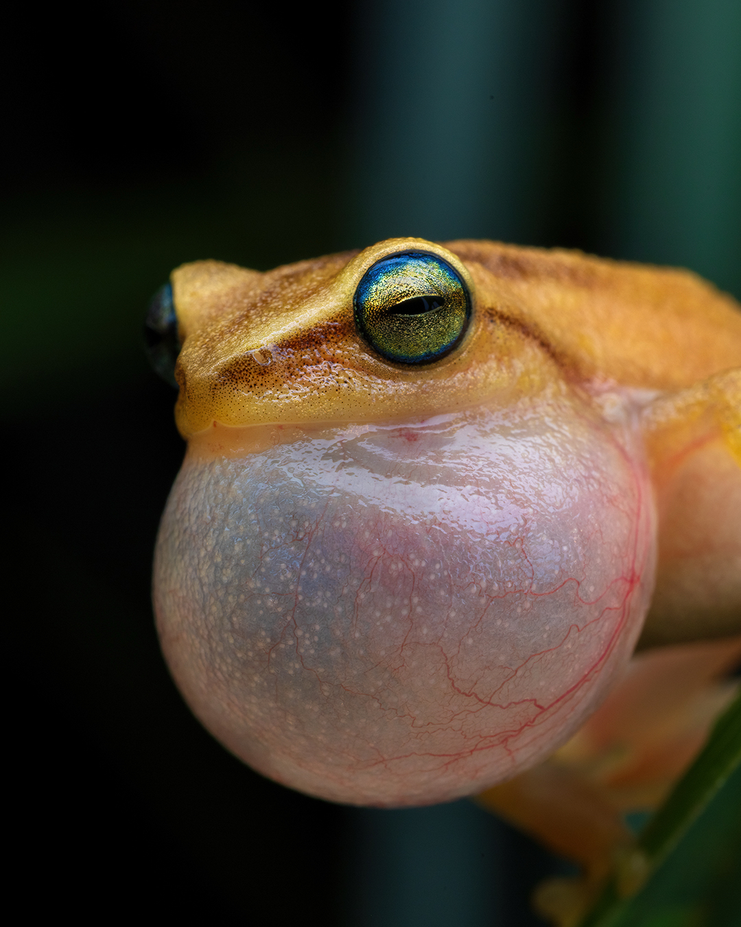 Travencore Bush Frog