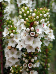 Epacris pauciflora