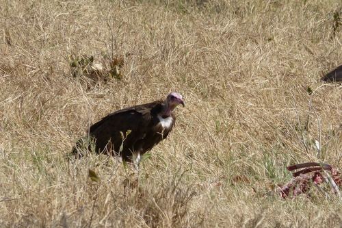 Hooded Vulture