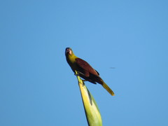 Psarocolius bifasciatus