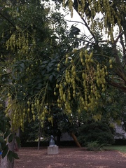 Styphnolobium japonicum
