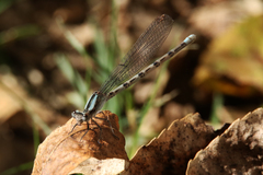 Argia immunda