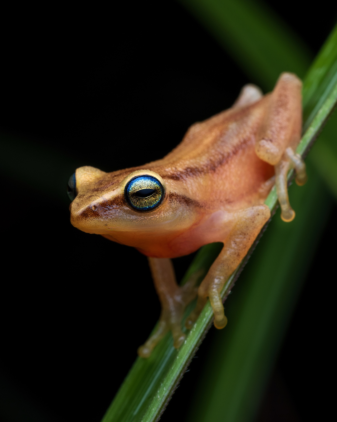 Travencore Bush Frog