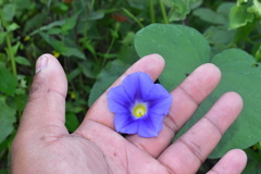 Ipomoea parasitica