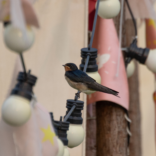 Barn Swallow