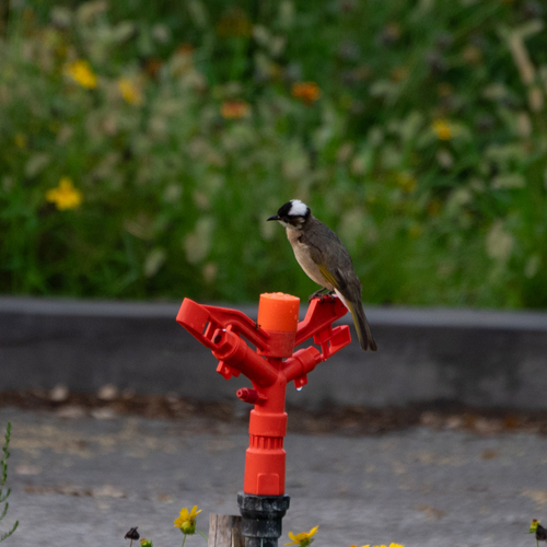 Light-vented Bulbul