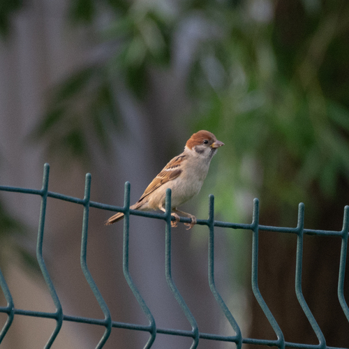 Eurasian Tree Sparrow