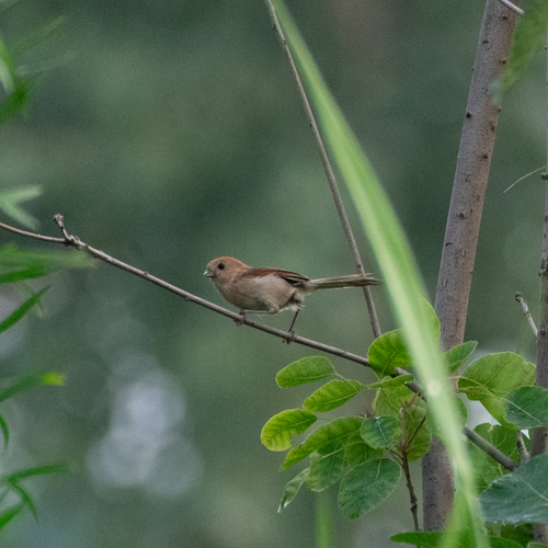 Vinous-throated Parrotbill