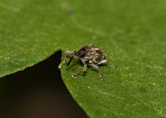 Geraeus