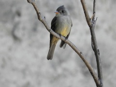 Contopus pertinax