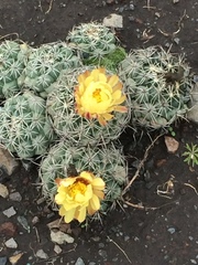 Coryphantha cornifera