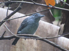 Thamnophilus murinus