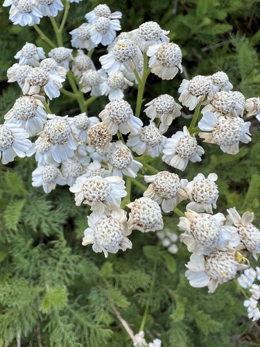 Achillea abrotanoides (Achillea abrotanoides)