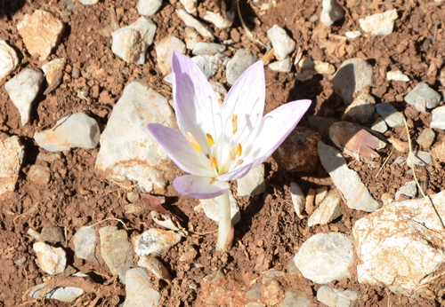 Colchicum haynaldii