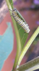 Danaus plexippus