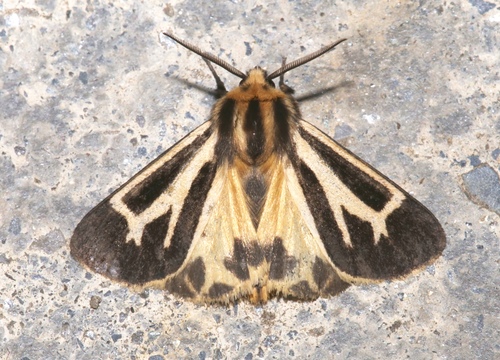 Charlotte's Tiger Moth photo 5