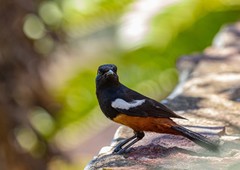 Thamnolaea cinnamomeiventris autochthones