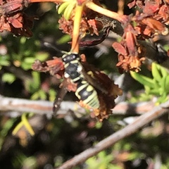 Stenodynerus anormis