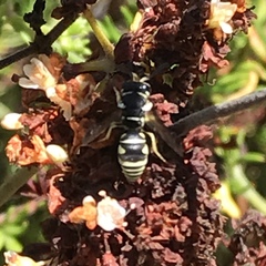 Stenodynerus anormis