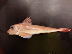 Eutrigla gurnardus