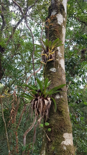Vriesea rodigasiana, photograph 6