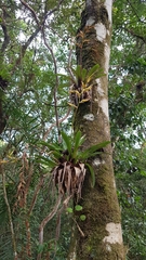 Vriesea rodigasiana, photograph (c) Celso Henrique Varela Rios, some rights reserved (CC BY)