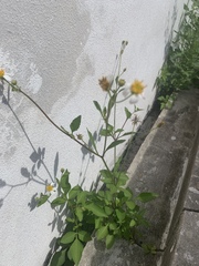 Bidens alba