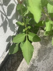 Bidens alba