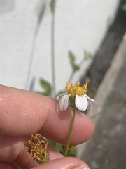 Bidens alba