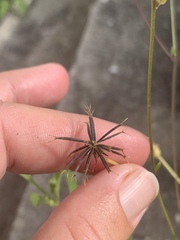 Bidens alba
