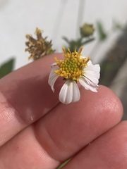 Bidens alba