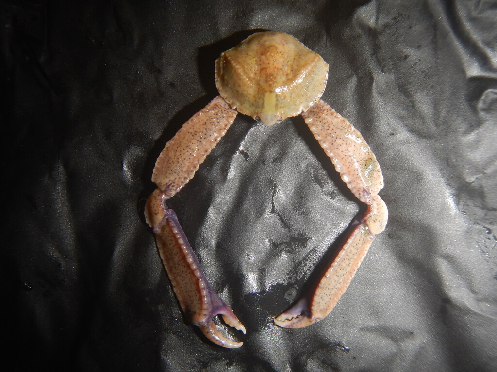 Costalambrus tommasii