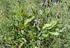 Betonica officinalis