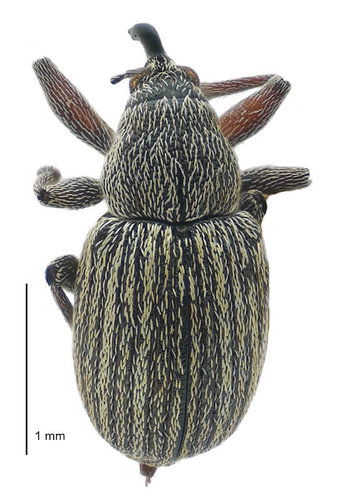 Gorse Seed Weevil