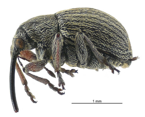 Gorse Seed Weevil