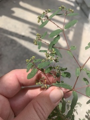 Euphorbia hyssopifolia