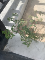 Euphorbia hyssopifolia