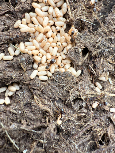 Woodland Fuzzy Ant photo 6